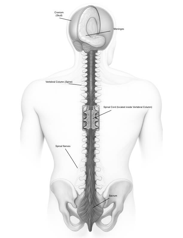 model showing Craniosacral system